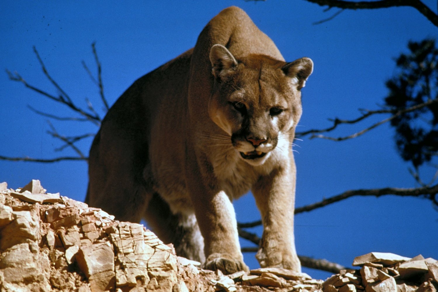 8. The Puma's Versatile Habitat Range (image credits: wikimedia)