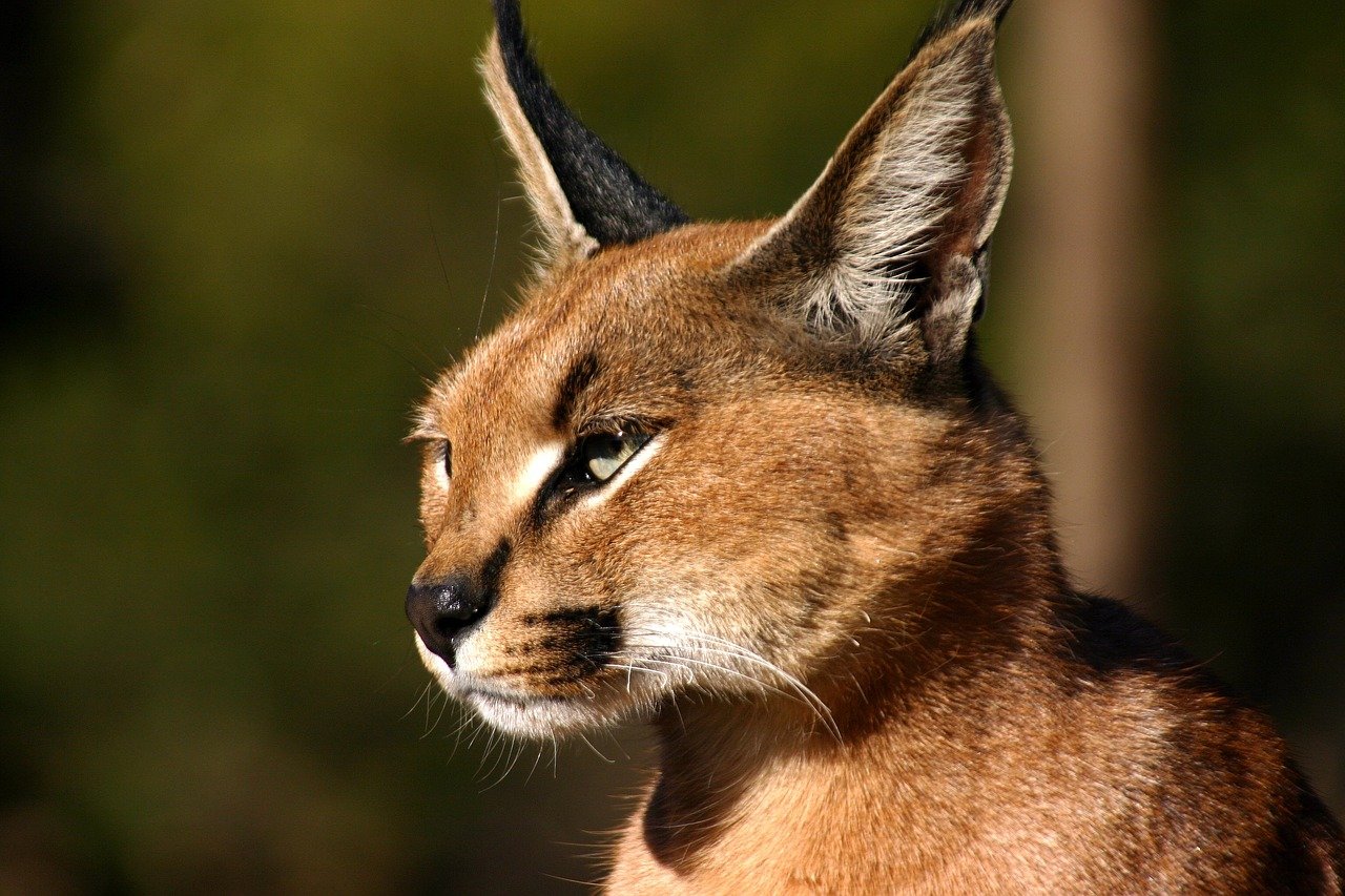 10. The Caracal's Incredible Agility (image credits: pixabay)
