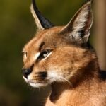 10 Most Unique Big Cat Adaptations in Nature