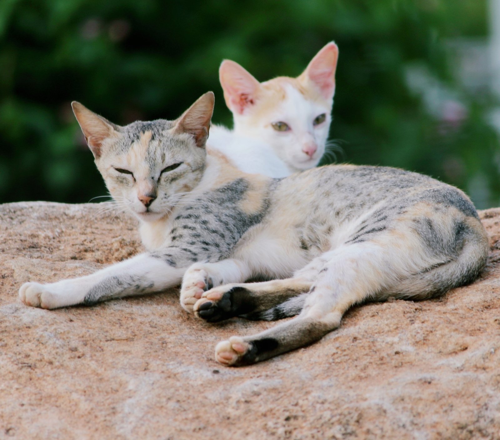 Regular Grooming: The Key to a Beautiful Coat (image credits: wikimedia)