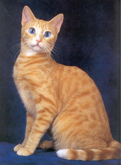 Consulting with a Veterinarian Before Starting Supplements (image credits: wikimedia)