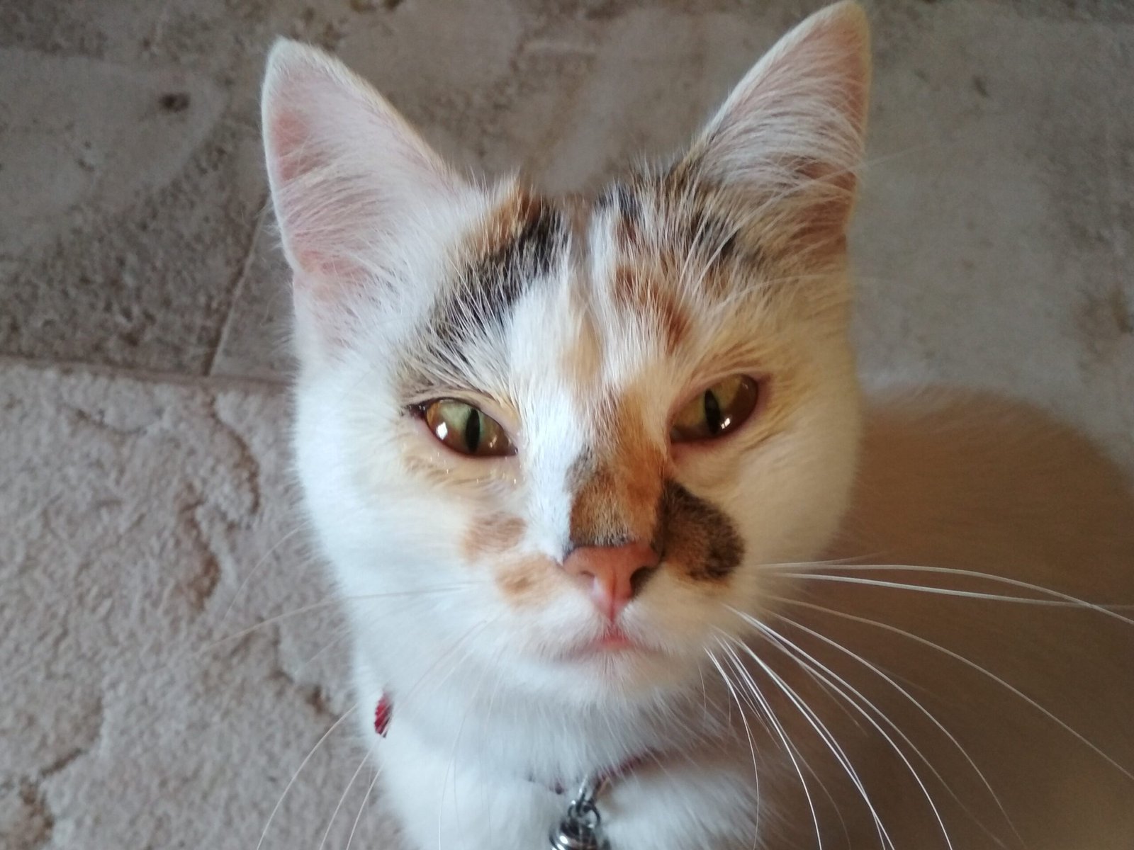 Monitoring Your Cat's Progress (image credits: wikimedia)