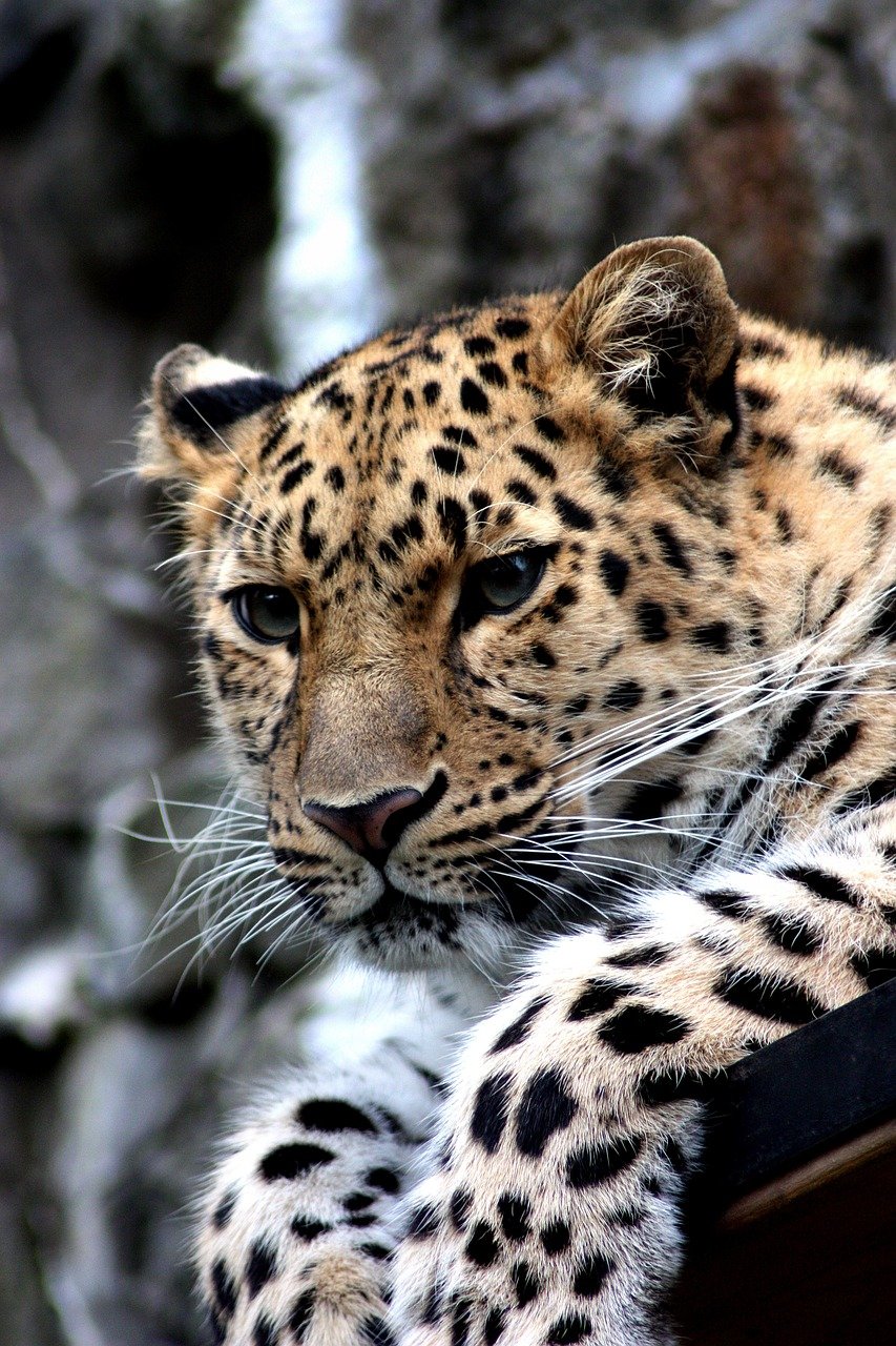Recognizing the Signs of a Healthy Coat (image credits: pixabay)
