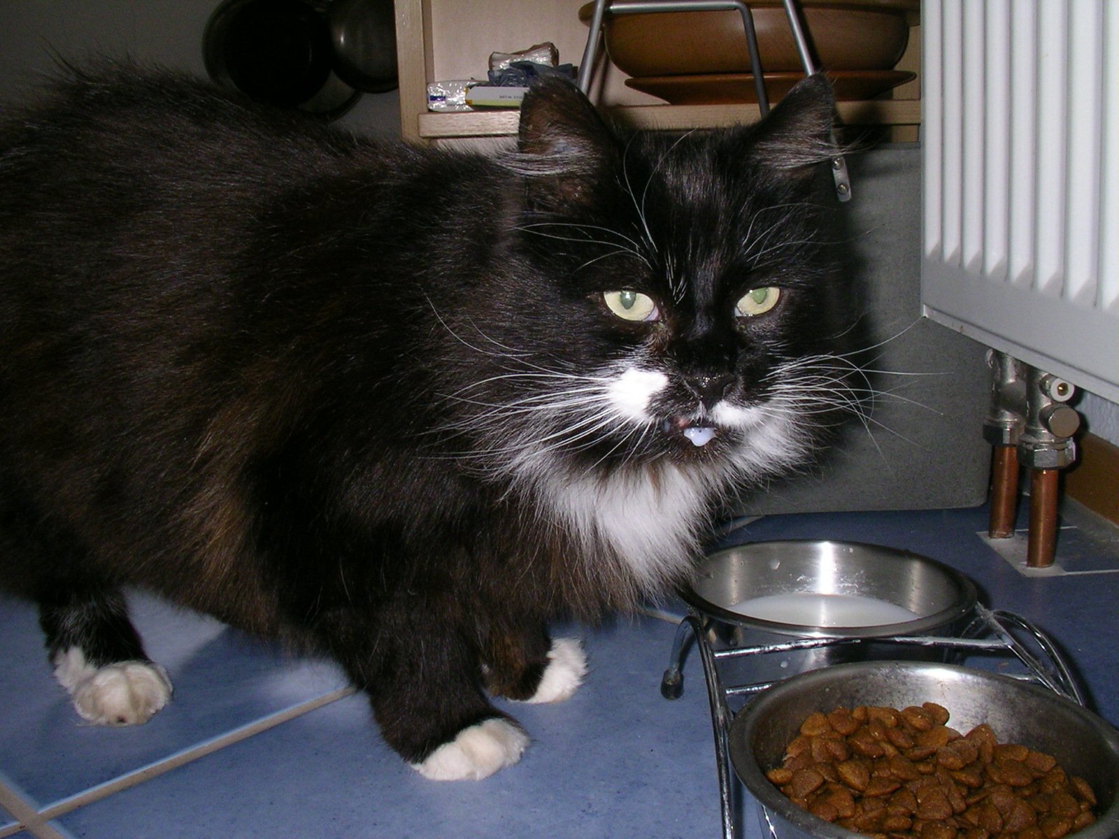 Cats Can Live on a Diet of Milk (image credits: wikimedia)