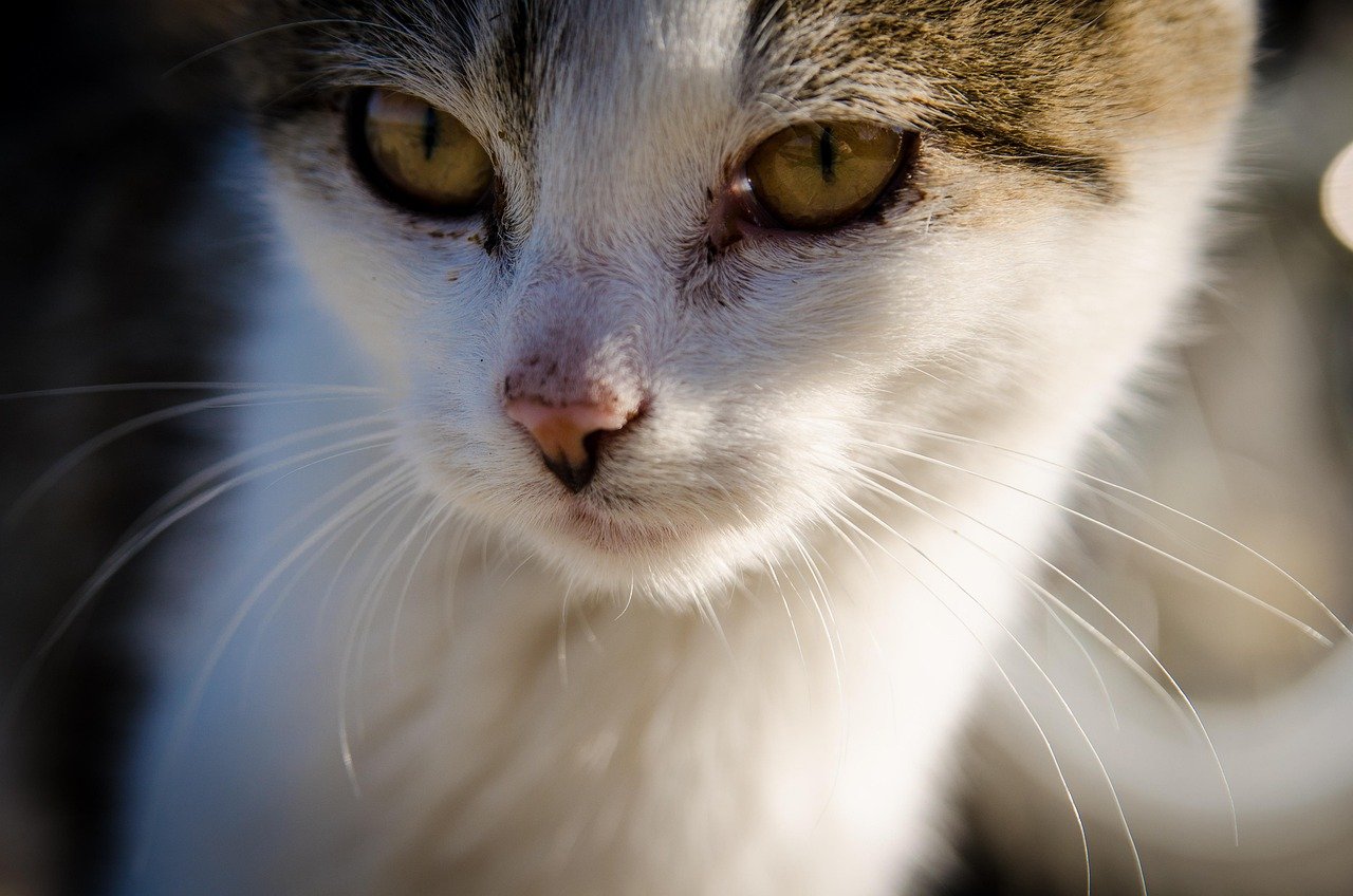 Cats Don’t Need Regular Vet Visits (image credits: pixabay)