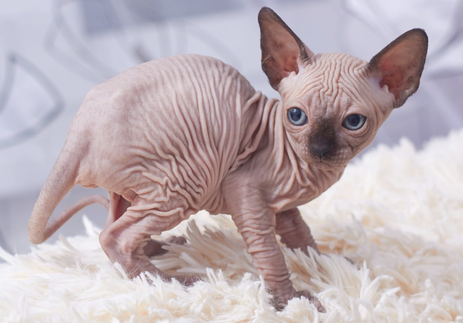 Cats Are Anti-Social Creatures (image credits: wikimedia)