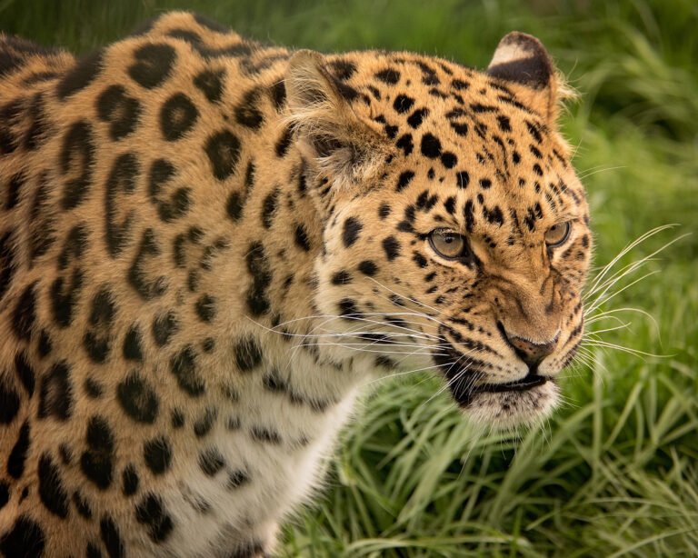 5 Big Cats That Are Known for Their Intelligence
