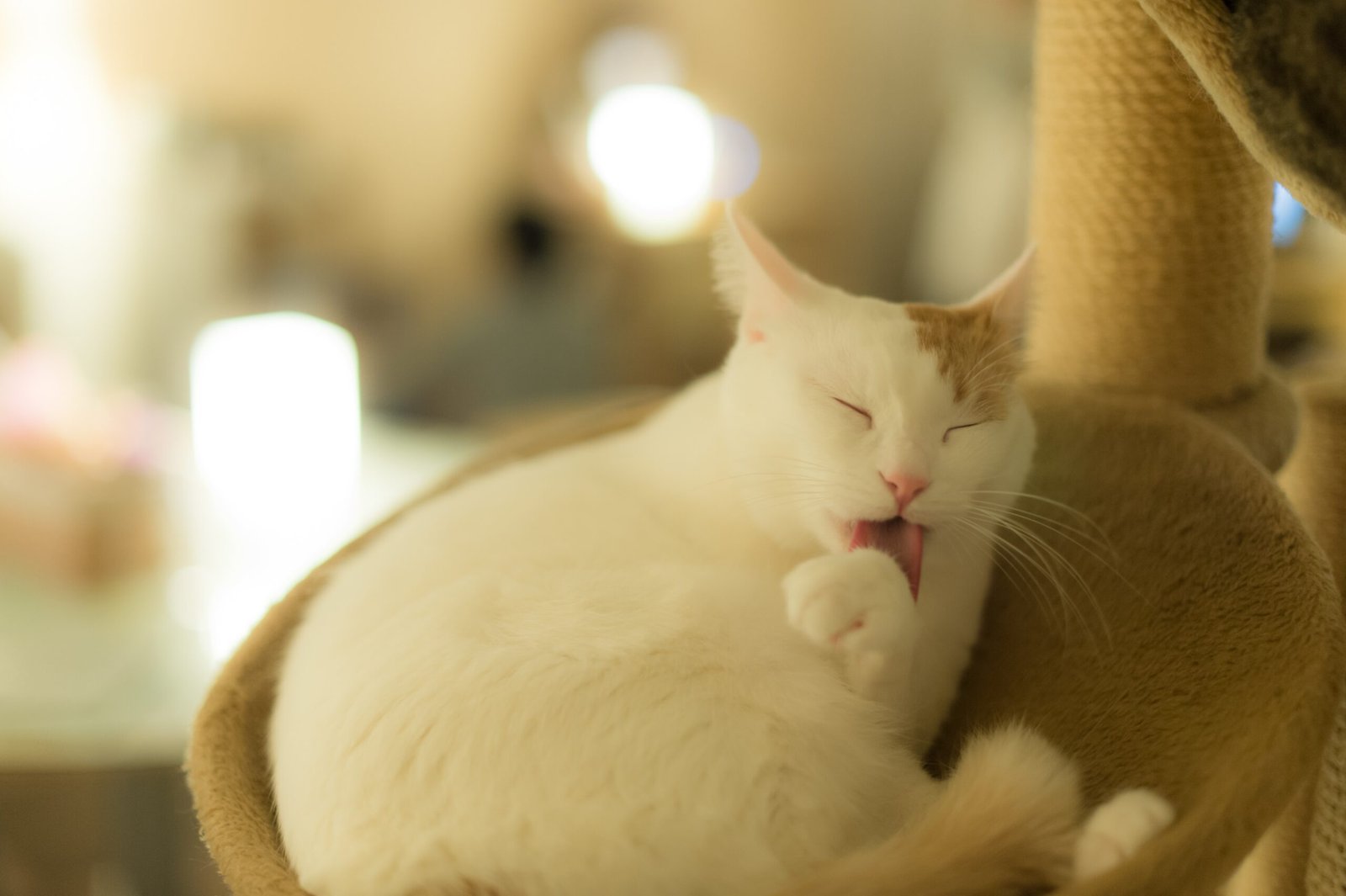 Conclusion: A Happy Cat in a Small Space (image credits: wikimedia)