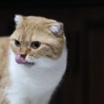 Appetite and Eating Habits