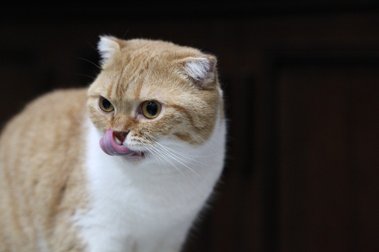 Appetite and Eating Habits (image credits: pixabay)