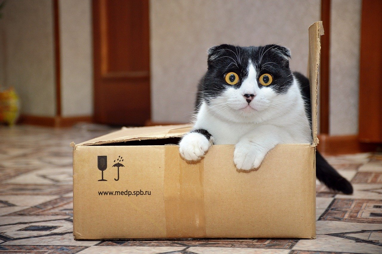 Consistency in Litter Box Use (image credits: pixabay)