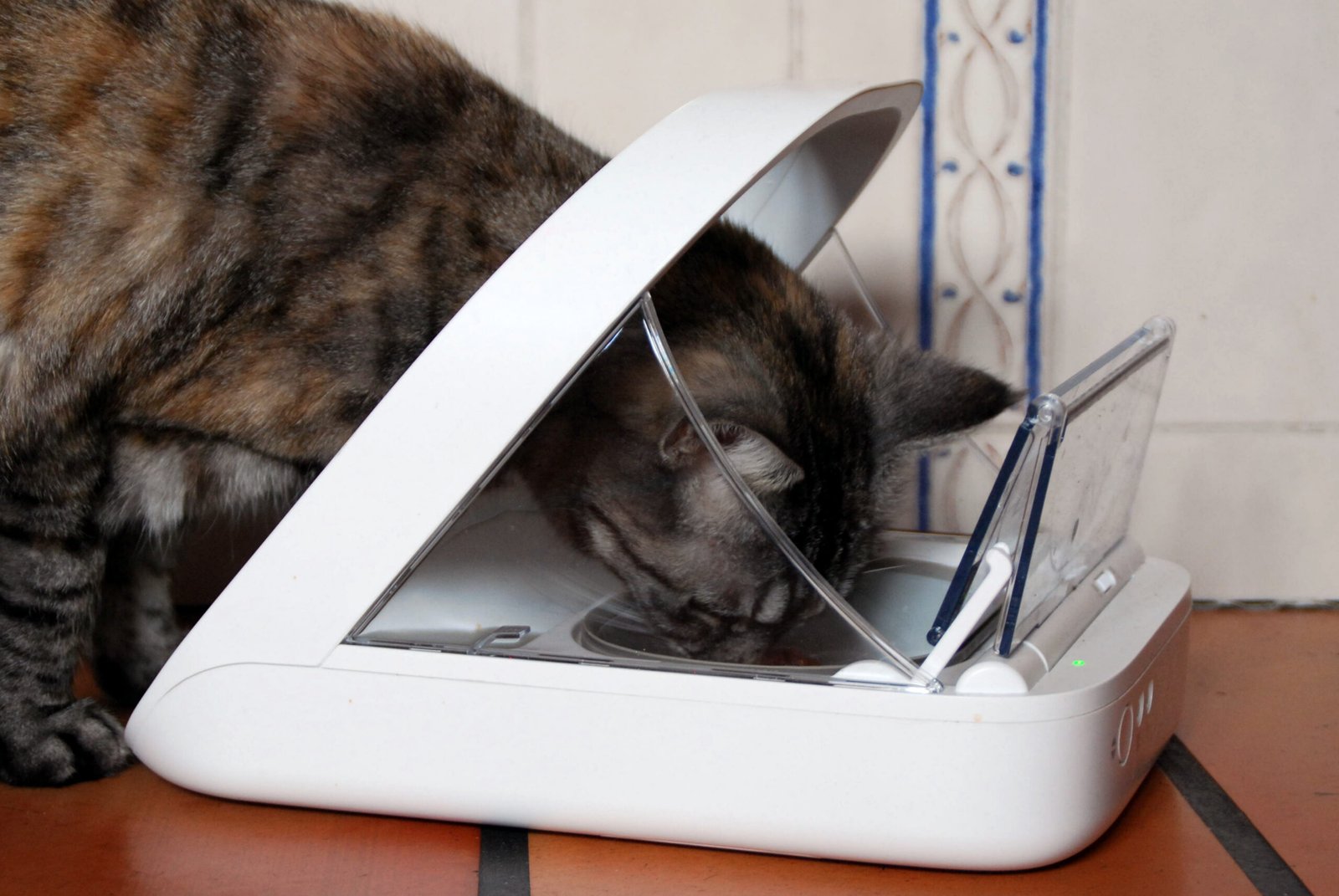 Automatic Cat Feeders (image credits: wikimedia)