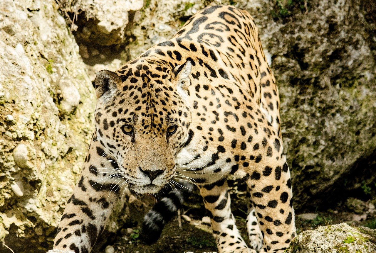 Jaguar Conservation Programs in the Amazon (image credits: pixabay)
