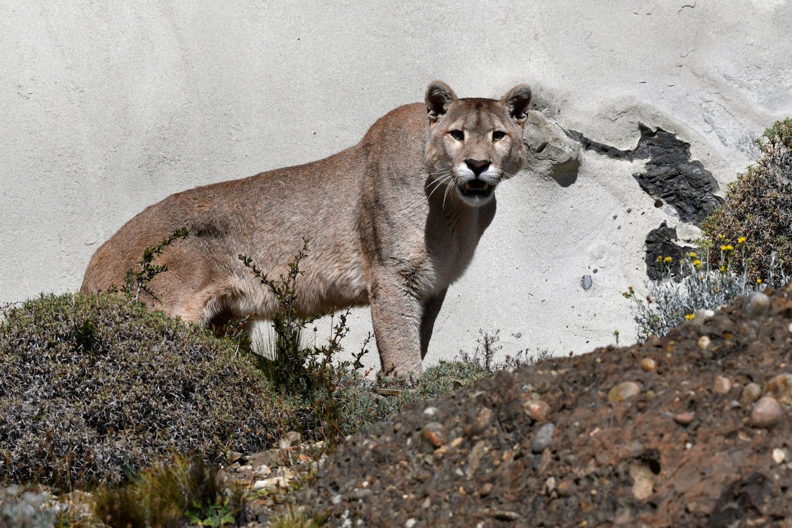1. Patagonia, Argentina: The Realm of the Puma (image credits: wikimedia)