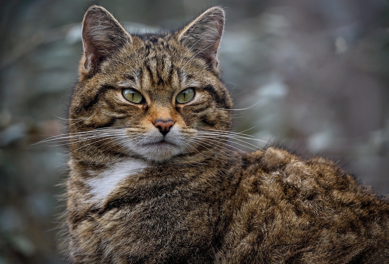 2. The Scottish Highlands: Home to the Wildcat (image credits: pixabay)