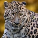 7 Unexpected Places Where You Can See Big Cats in the Wild