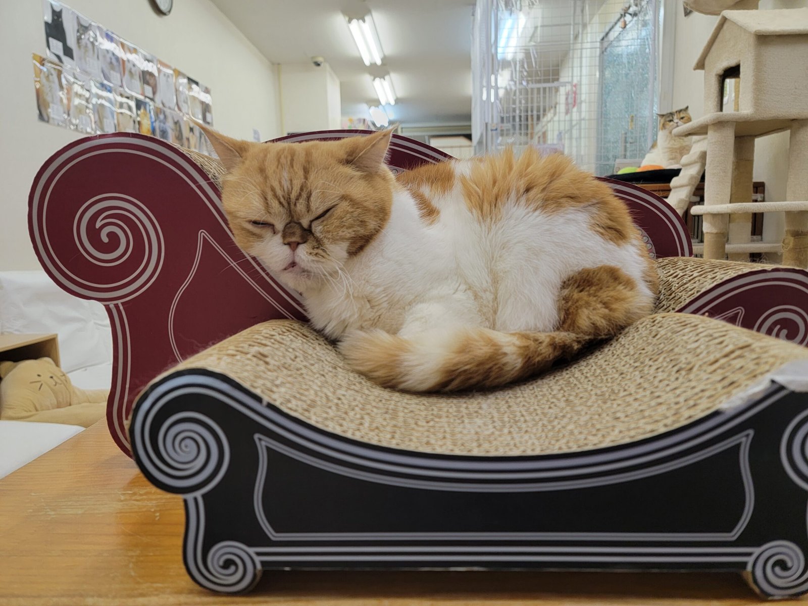 Cat Cafés: Sip, Relax, and Purr (image credits: wikimedia)