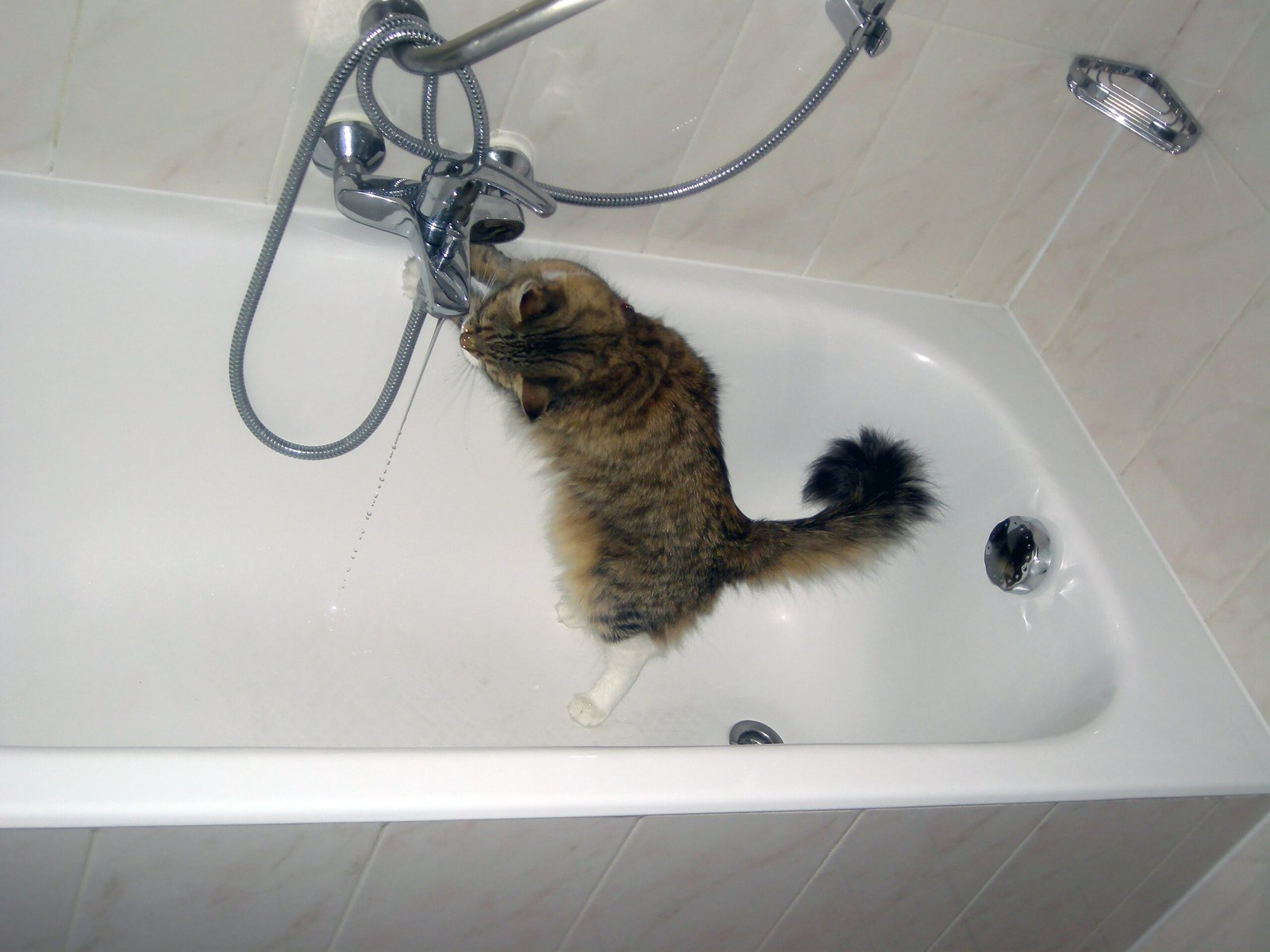 Cat-Themed Hotels: A Cozy Cat Nap (image credits: wikimedia)