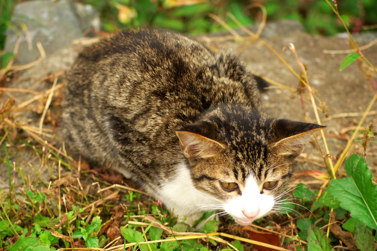 Cat-Themed Merchandise Shops: Souvenirs with a Purr-sonal Touch (image credits: wikimedia)