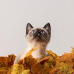 8 Cat-Themed Road Trip Ideas for Ultimate Feline Fans