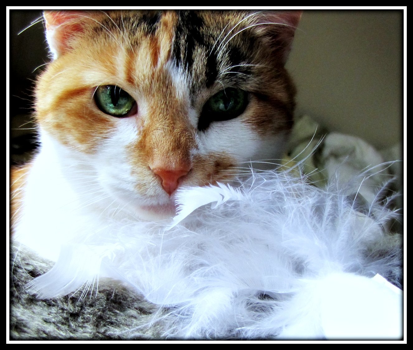 Feather and String Games (image credits: wikimedia)