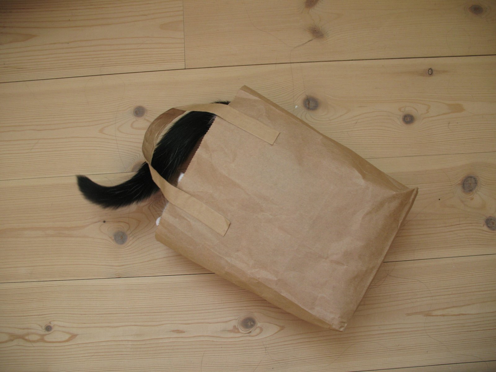 Paper Bag Hideouts (image credits: wikimedia)
