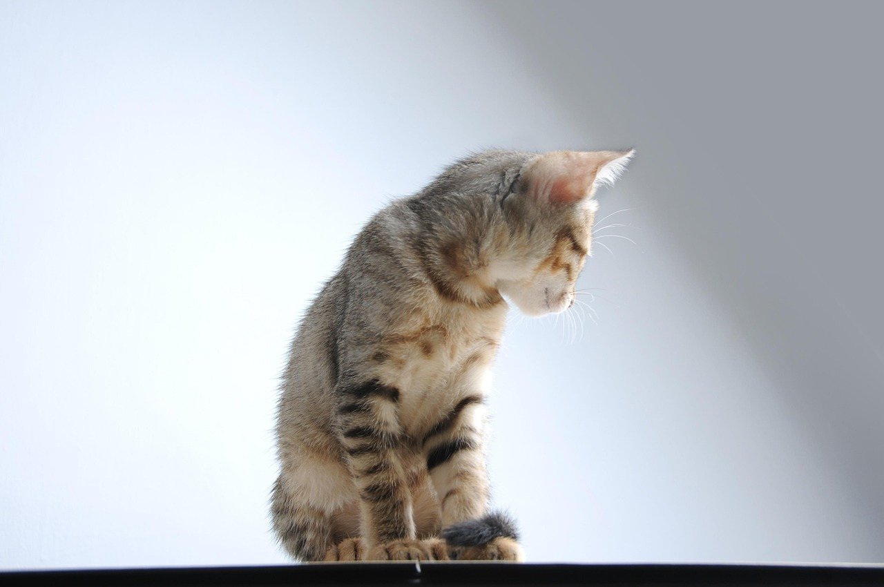 Recognizing Signs of Depression in Cats (image credits: pixabay)