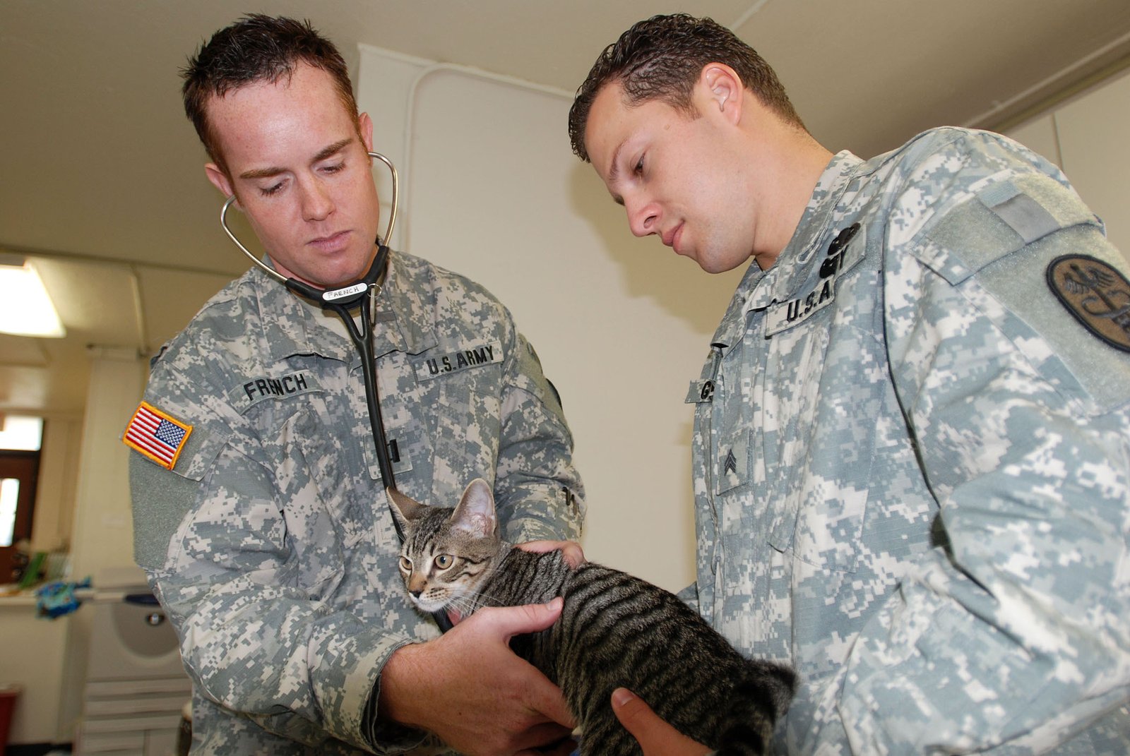 The Importance of Regular Vet Visits (image credits: wikimedia)