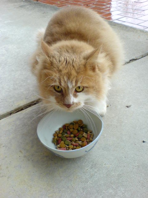 The Role of Nutrition in a Cat's Mood (image credits: wikimedia)