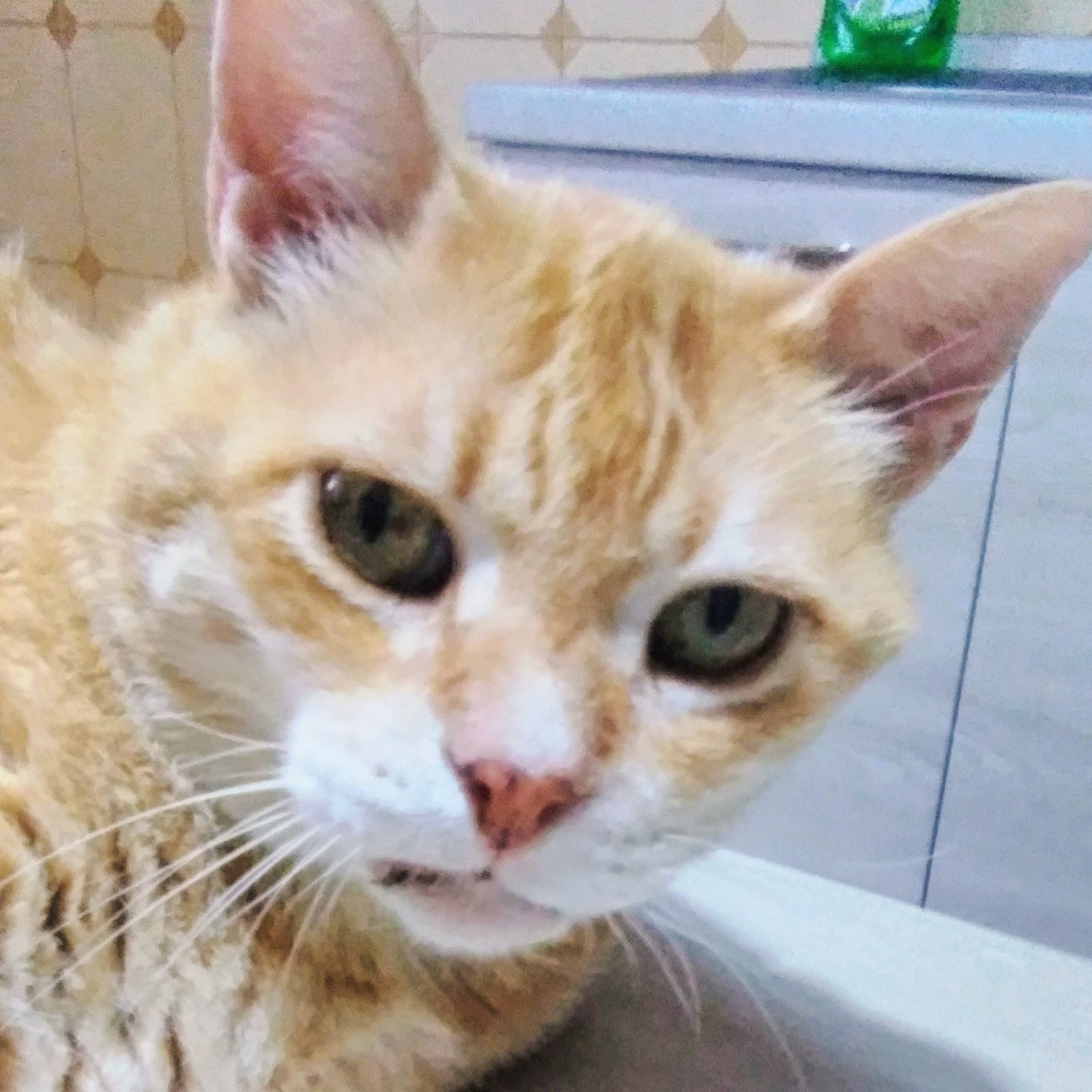 The Emotional Needs of Senior Cats (image credits: wikimedia)