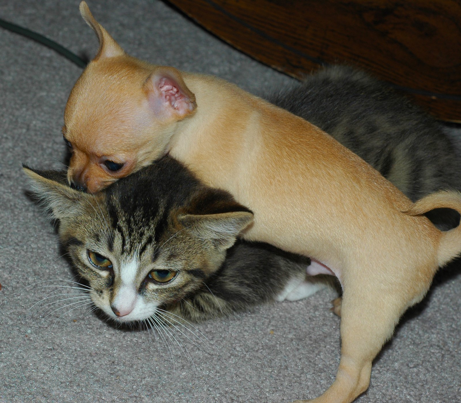 Preventing Feelings of Neglect in Multi-Pet Households (image credits: wikimedia)