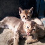 Everything You Need to Know About Your Cat’s Vocalizations
