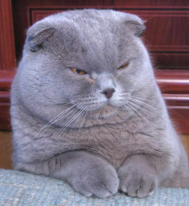 Scottish Fold: The Owl-Eyed Charmer (image credits: wikimedia)