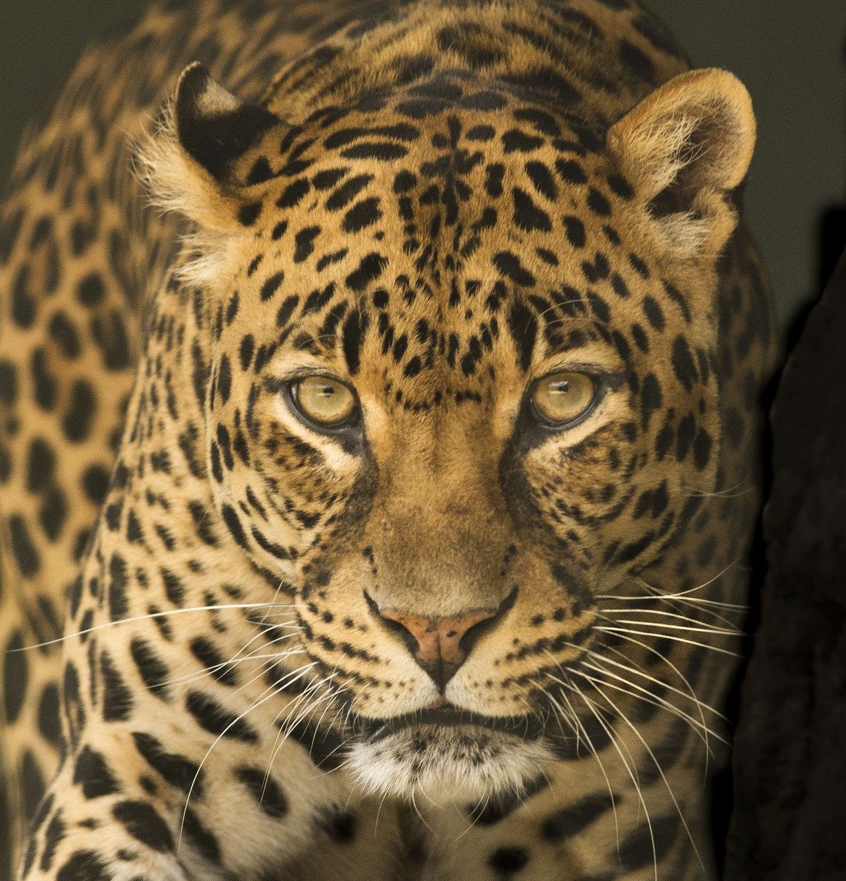 International Efforts in Big Cat Conservation (image credits: pixabay)
