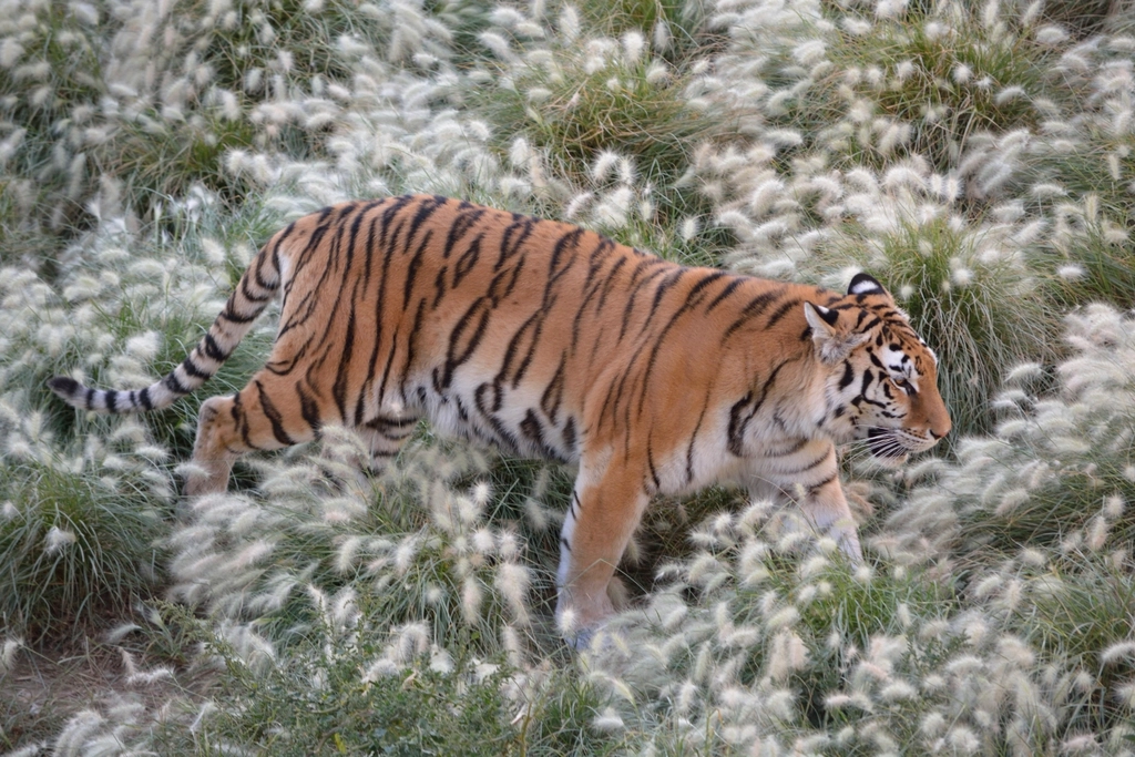 Technological Advancements in Conservation (image credits: rawpixel)