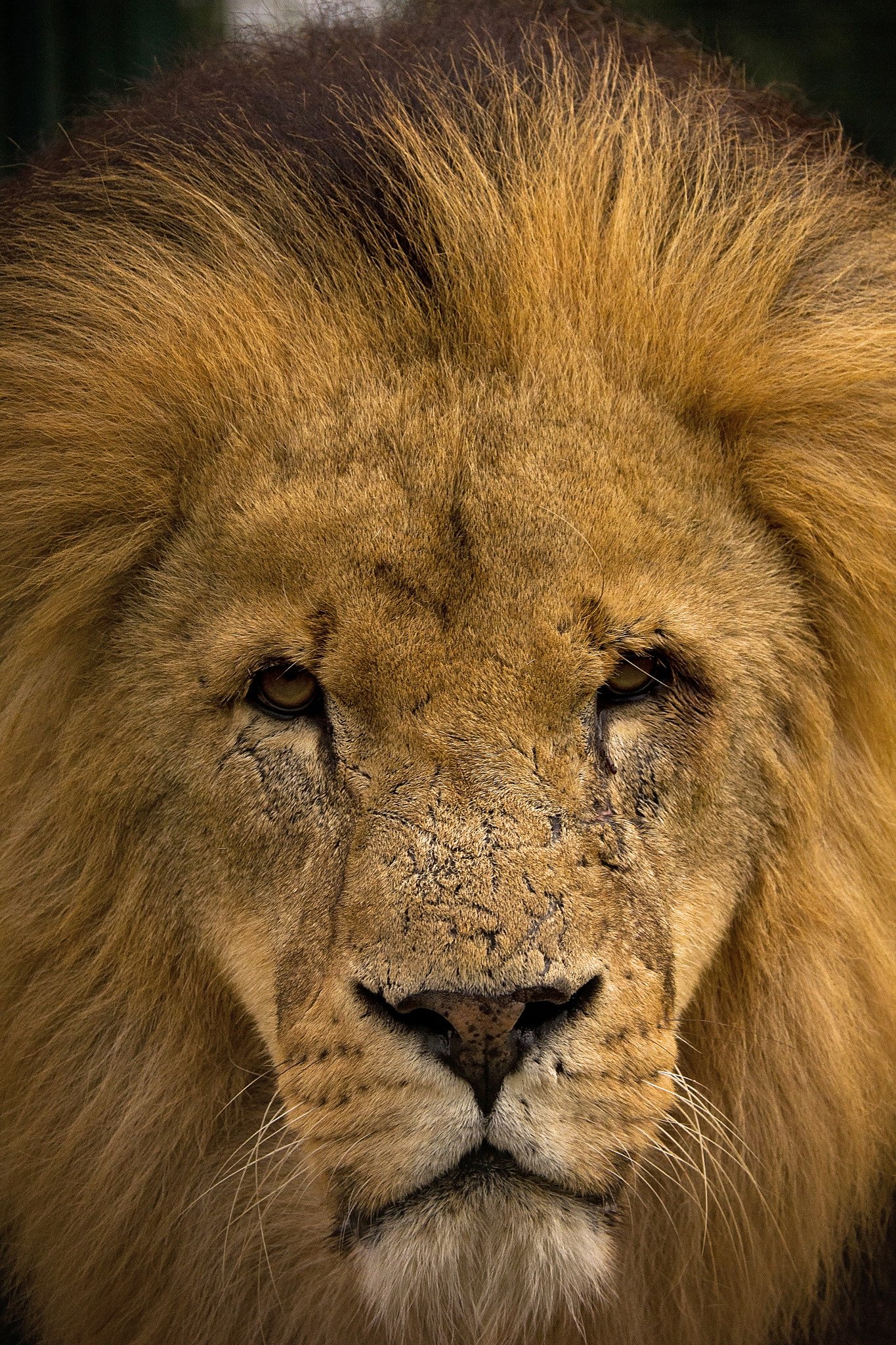 The Role of Zoos and Sanctuaries (image credits: wikimedia)