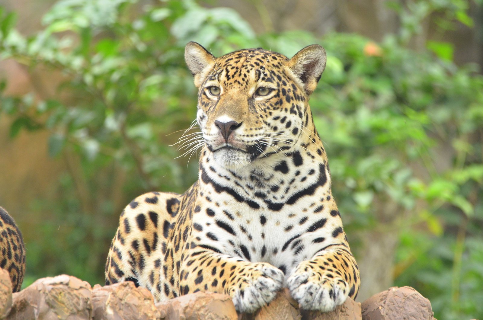 Conservation Success Stories (image credits: wikimedia)