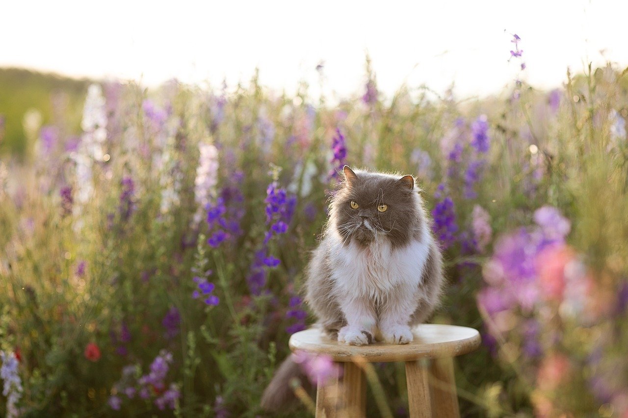 The Calm Presence (image credits: pixabay)