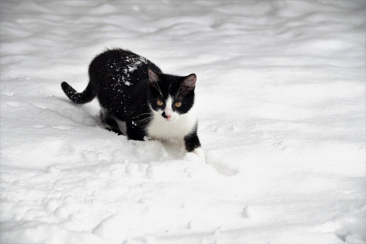 DIY Cooling Methods (image credits: pixabay)
