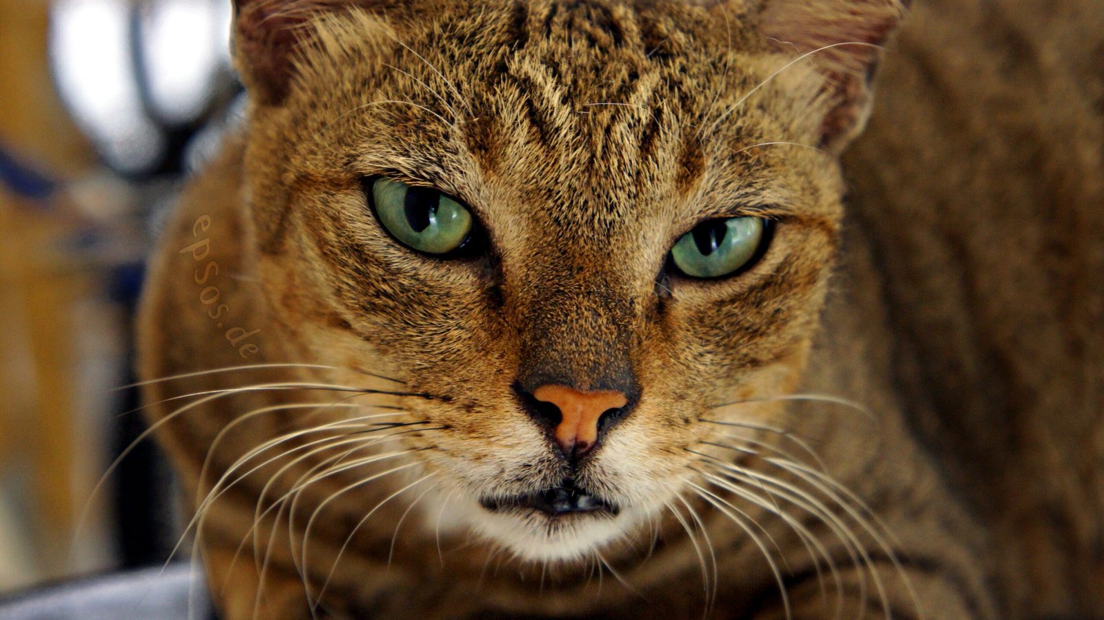 Slow Blinks: The Cat's Kiss (image credits: wikimedia)