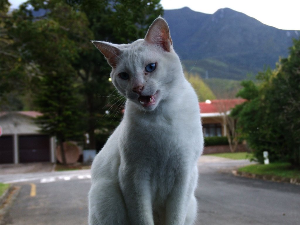 Vocalizing Towards You (image credits: wikimedia)