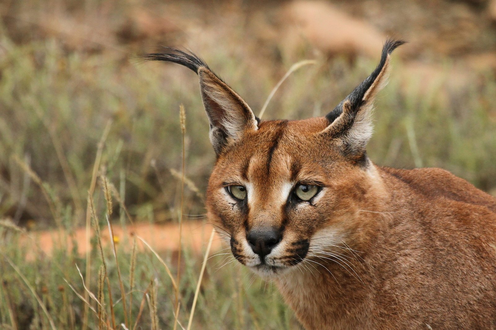 The Caracal: Acrobat of the Desert (image credits: wikimedia)