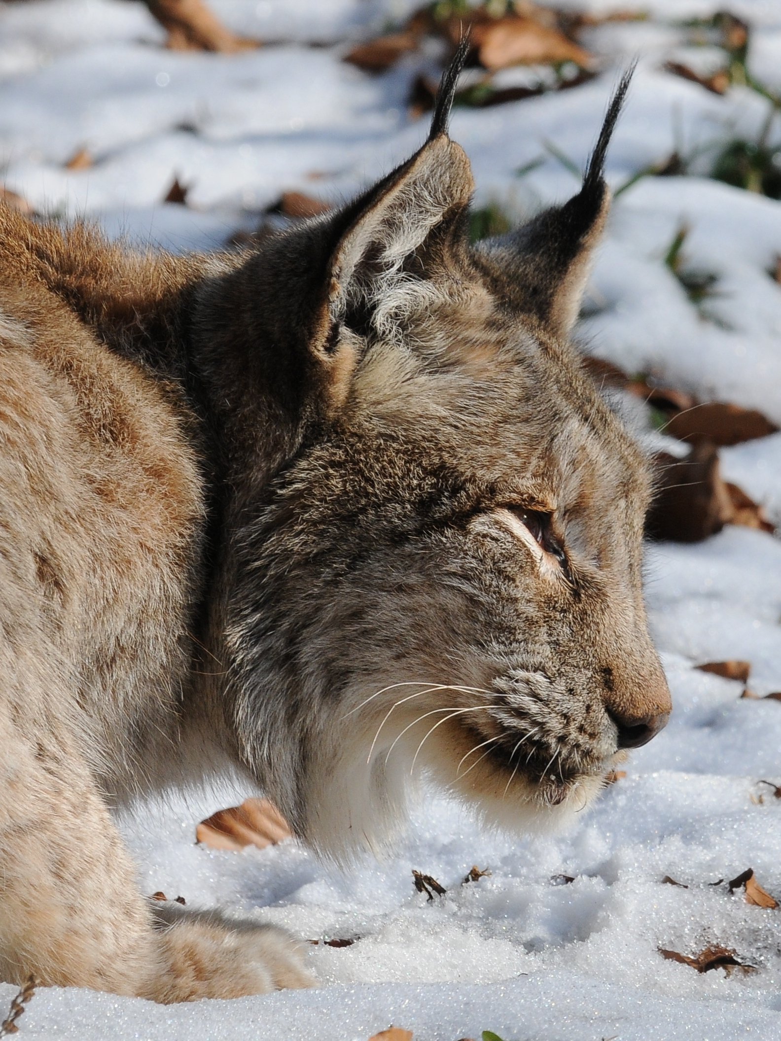 The Lynx: Stealthy Stalker of the Boreal Forest (image credits: wikimedia)
