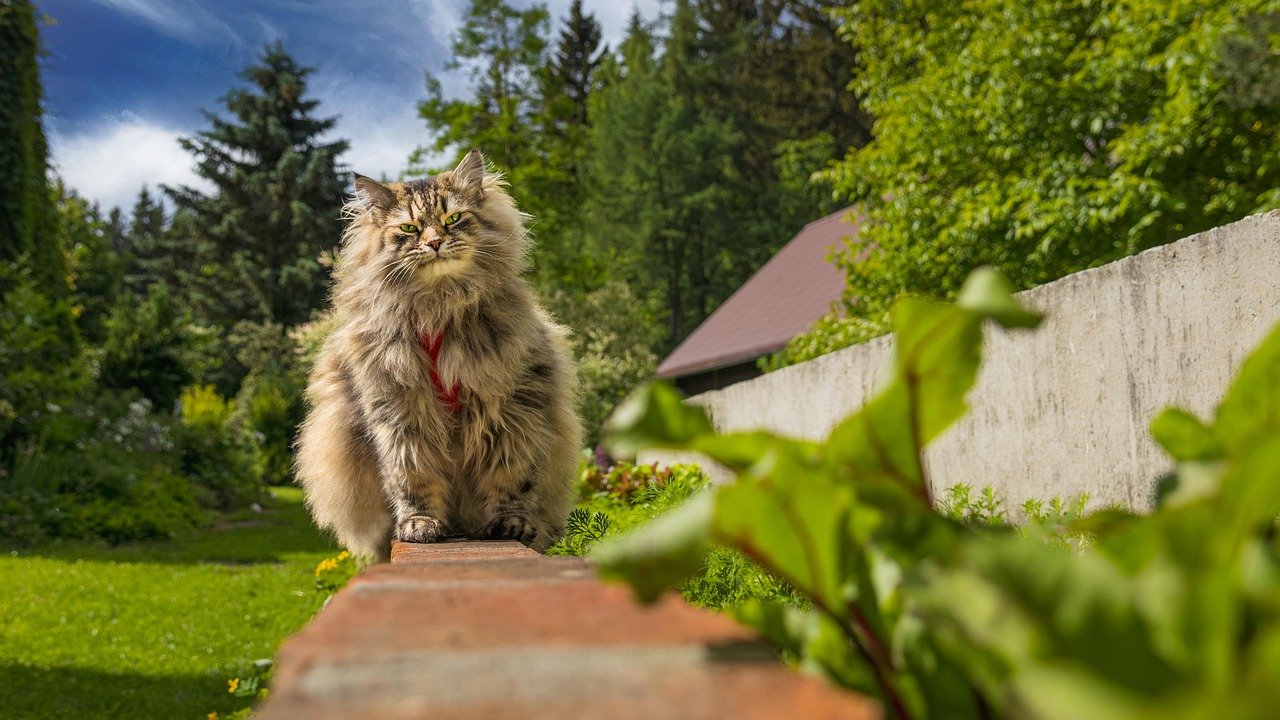 Siberian: The Gentle Giant (image credits: pixabay)