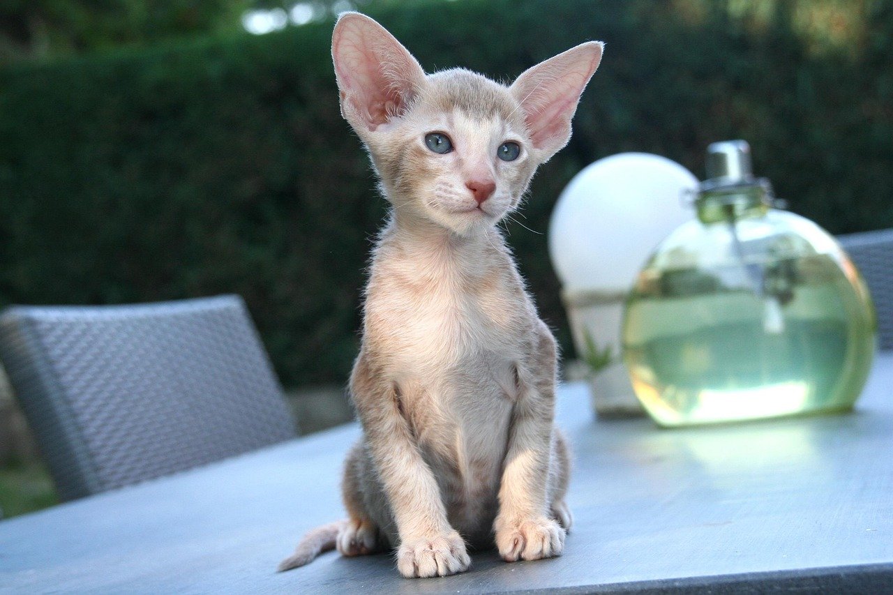 Oriental Shorthair: The Vocal Communicator (image credits: pixabay)