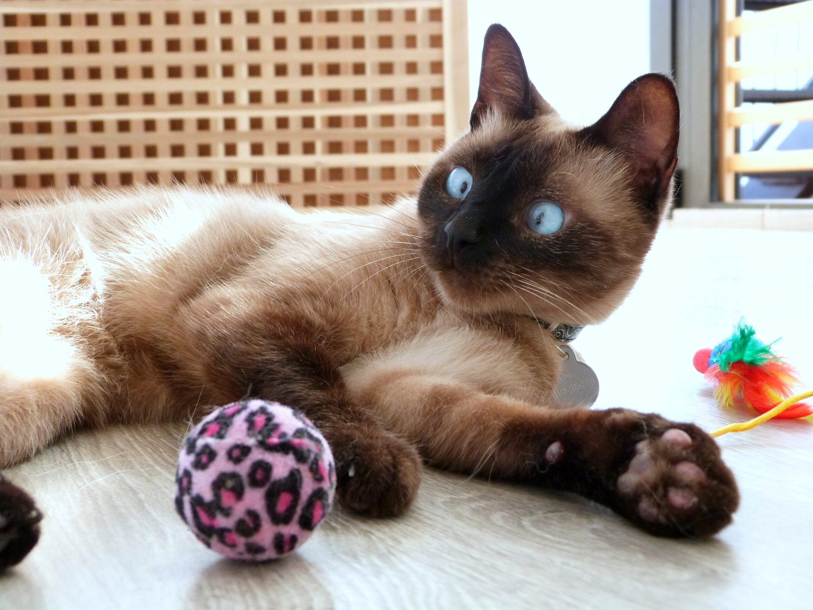 Engage in Daily Playtime (image credits: wikimedia)