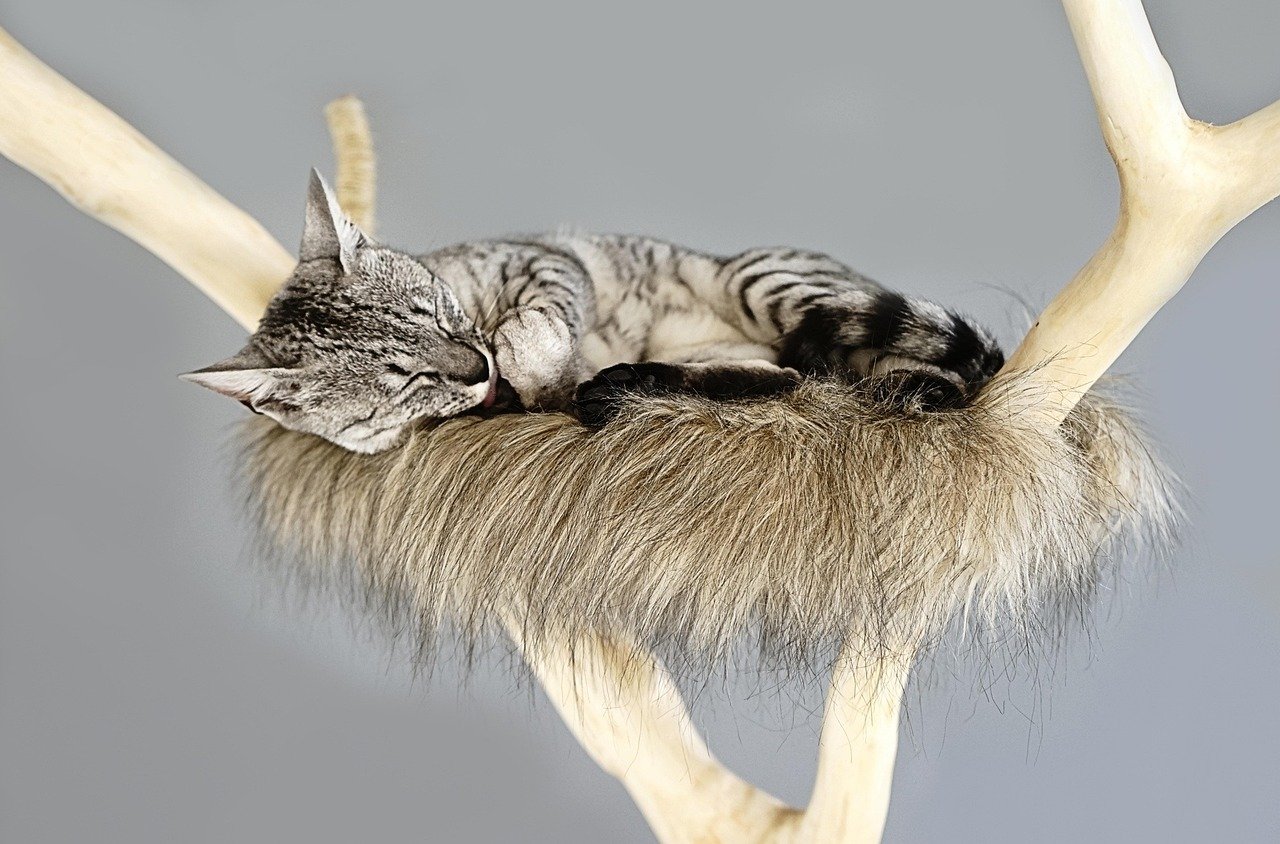 Provide Scratching Posts (image credits: pixabay)