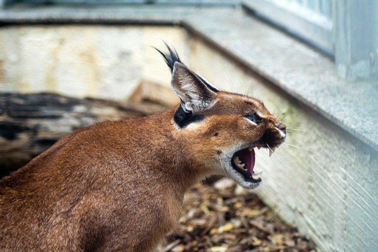 Caracals: The Graceful Pursuit (image credits: pixabay)