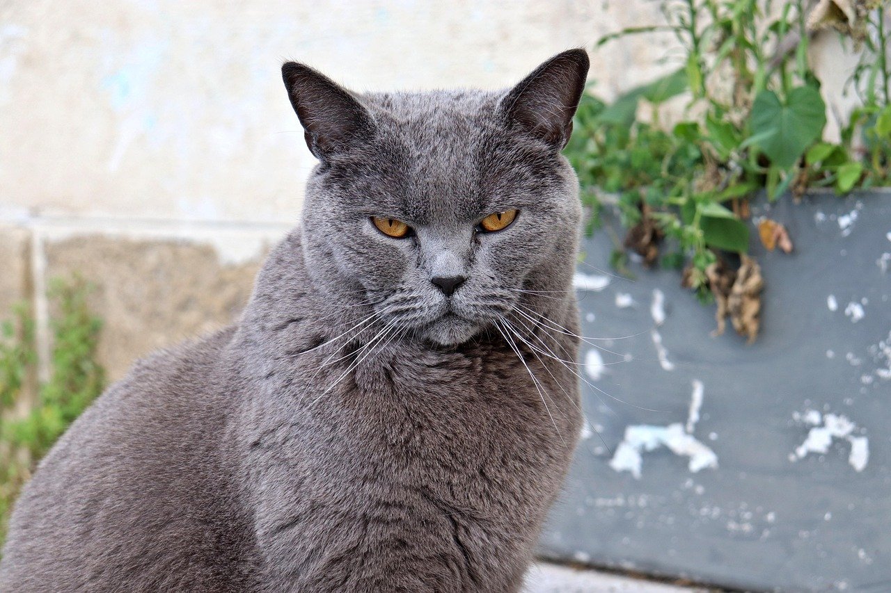 Chartreux: The Silent Sentinel (image credits: pixabay)