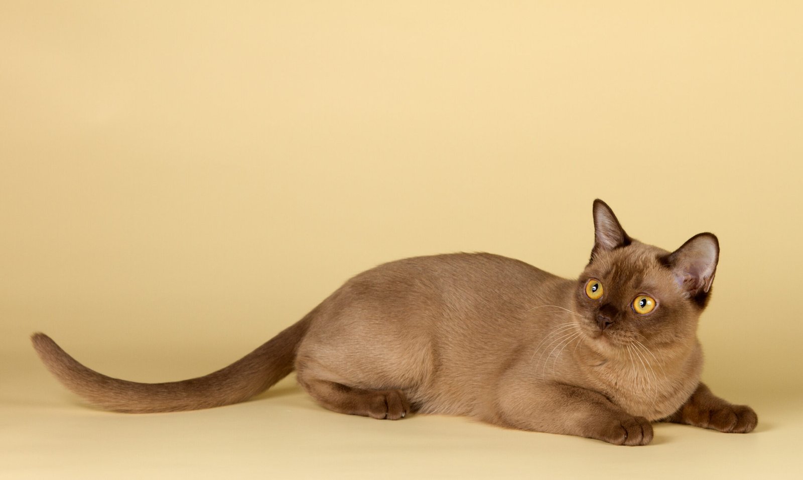 Burmese: The Gentle Friend (image credits: wikimedia)